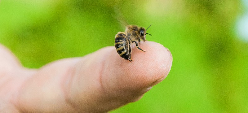 Bee sting treatment - Dr. Axe