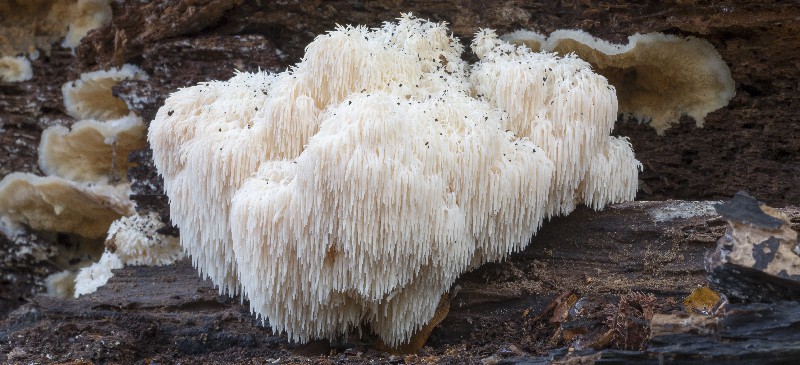 Lion's mane mushroom - Dr. Axe