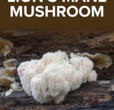 Lion's mane mushroom - Dr. Axe