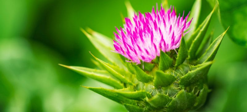 Milk thistle benefits