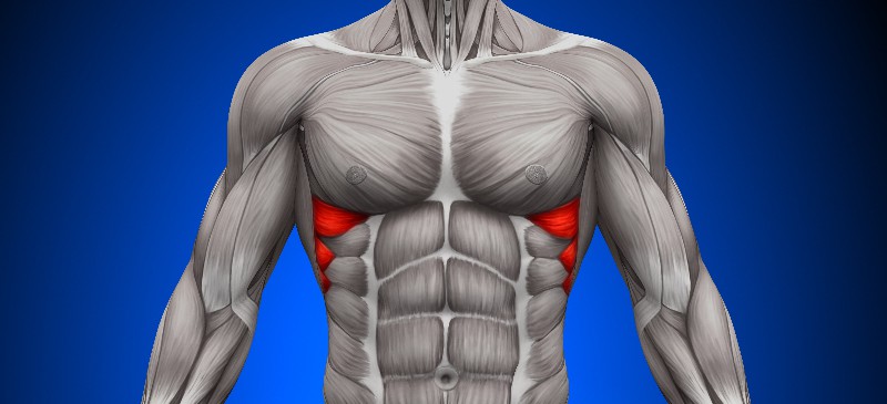 Serratus anterior - Dr. Axe