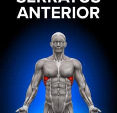 Serratus anterior - Dr. Axe