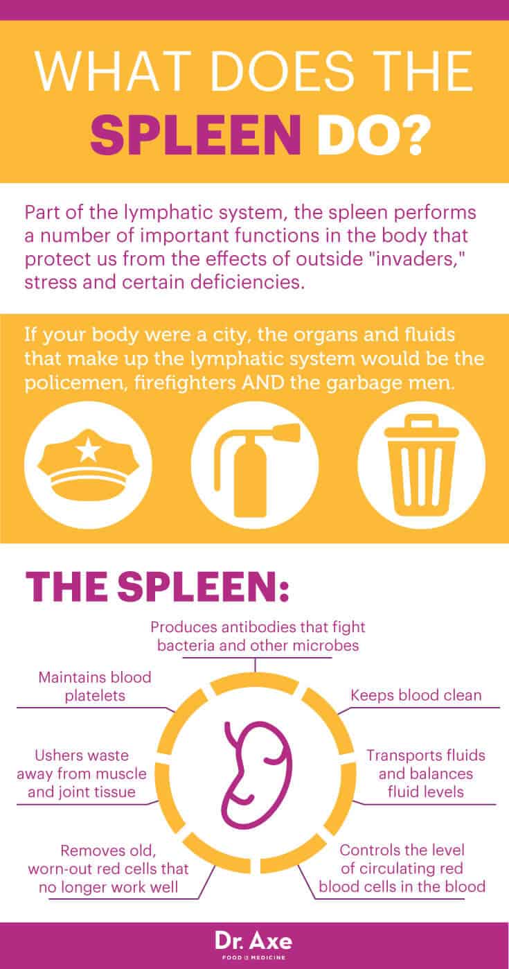 Enlarged spleen and the spleen's role - Dr. Axe