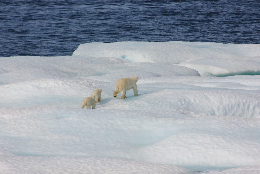 Polar bears in Greenland.