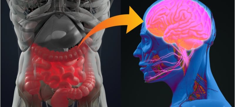 Gut-brain connection - Dr. Axe