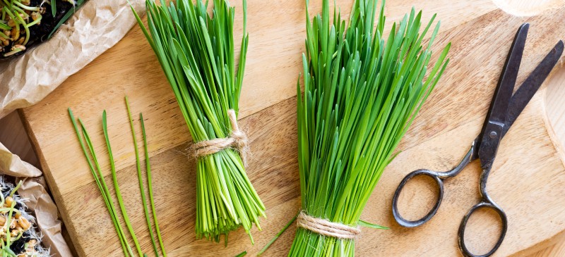 Wheatgrass benefits - Dr. Axe